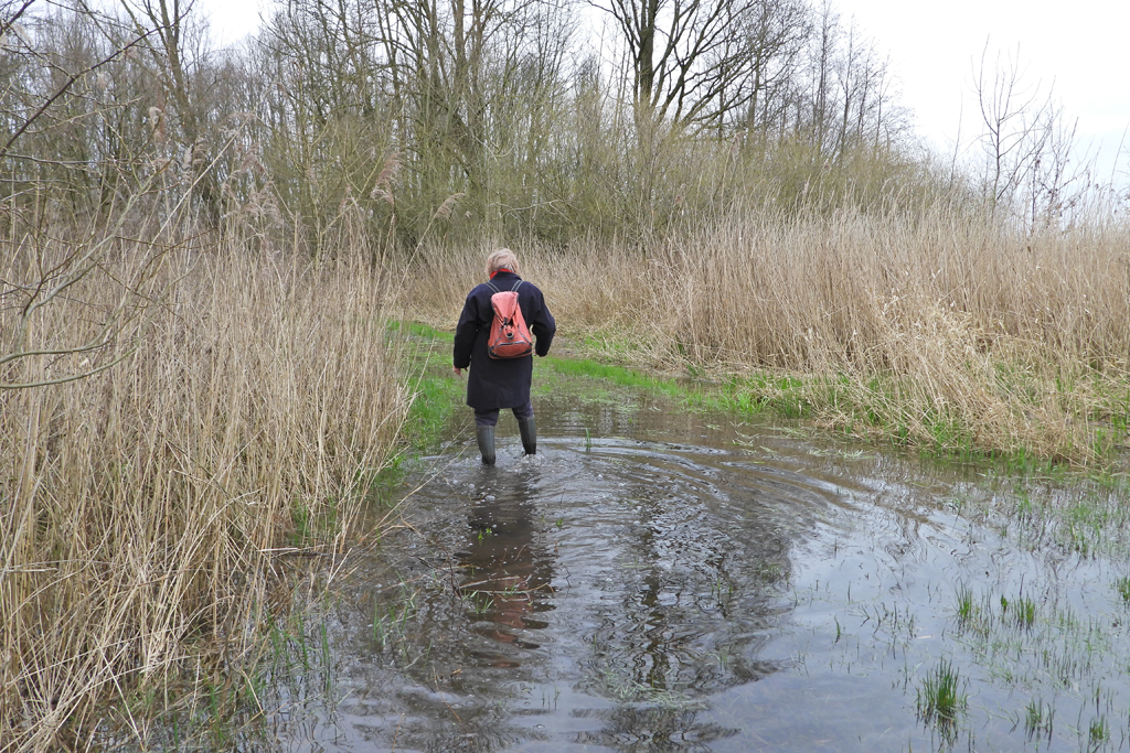 Palus Moerasbos Marsh forest